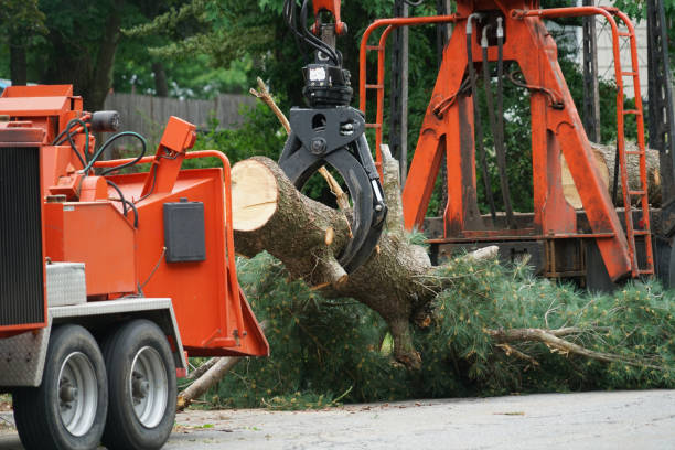 The Steps Involved in Our Tree Care Process in Shiloh, IL